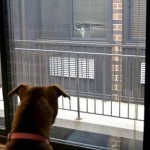 city neighbors lightened