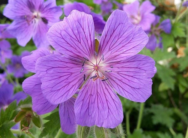 Violet